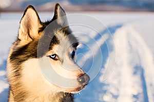 Portrait of Siberian Husky dog black and white colour with blue eyes in winter