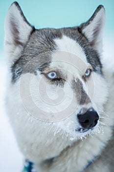 Portrait of Siberian husky dog with blue eyes