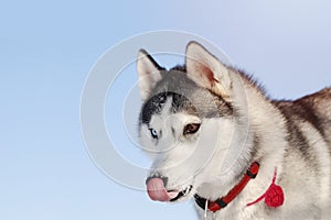 Portrait of Siberian Husky dog licking its lips. A photo of black and white coat color adorable husky dog with different, blue and