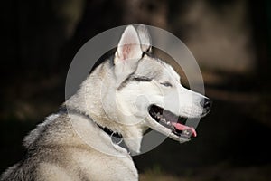 Portrait of a Siberian husky dog with a look on the side