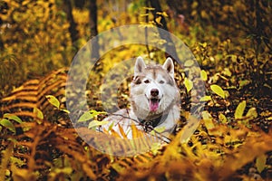 Portrait of siberian Husky dog lying in the bright fall forest at sunset