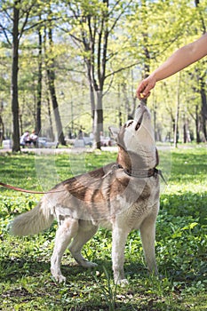 Portrait of a siberian husky dog in the park looking up at the hand with something delicious. Dog training in the park