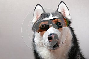 Portrait Siberian husky dog in ski goggles.