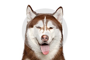 Portrait of Siberian Husky Dog on White Background