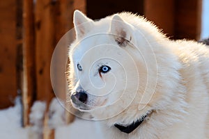 Portrait of the Siberian Husky dog white color with blue eyes