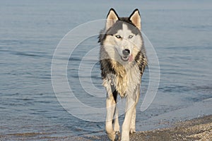 Portrait of siberian husky dog. Young husky dog is running along the seashore