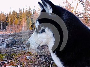 Portrait of siberian husky named Oakley in forest