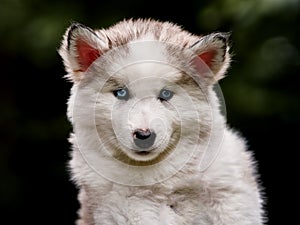Portrait of a siberian husky pup