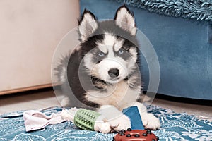 Portrait of siberian Husky puppy with blue eyes indoor at home.