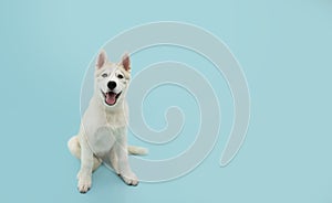 Portrait siberian husky puppy dog sitting with a happy expression. Isolated on blue background