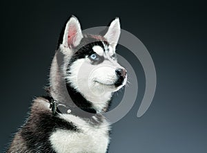 Portrait of siberian husky in studio. Close-up shot.