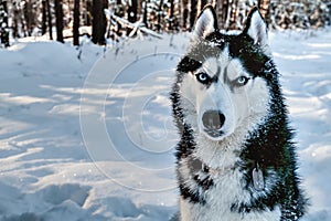 Portrait siberian husky in winter