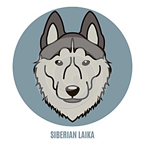 Portrait of Siberian Laika