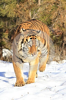 Portrait of Siberian tiger