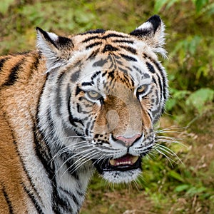 Portrait of a Siberian tiger or Amur tiger looking at you