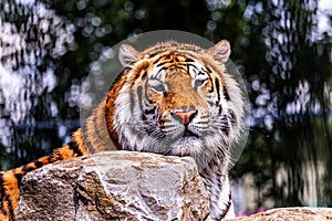 A portrait of a siberian tiger behind a rock and looking straight at the camera. The dangerous predator animal is a big cat and