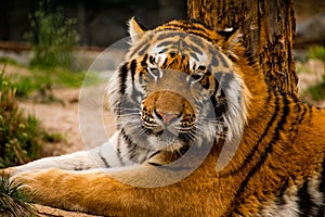 Portrait of a Siberian Tiger, closeup