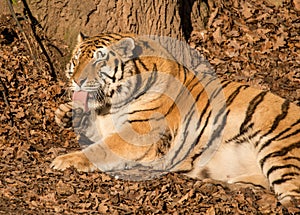 Portrait siberian tiger laying on ground in leaves licking paw