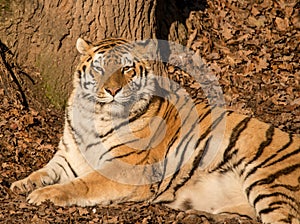Portrait siberian tiger laying on ground in leaves in the sun