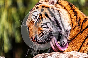 A portrait of a siberian tiger licking its paw with its tongue. The dangerous predator is lying on a rock. The big cat is cleaning