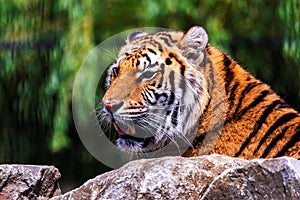 A portrait of a siberian tiger lying behind a rock looking for some prey. The predator animal is a big cat and has an orange and
