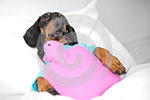 Portrait of a sick Dachshund dog lying in bed and hugging a pink heating pad to recover from temperature