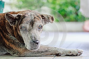 Portrait of sick dog