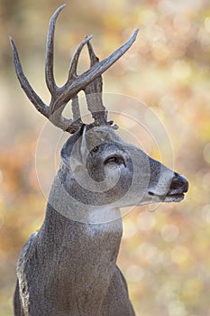 Portrait Side View of Whitetail Buck