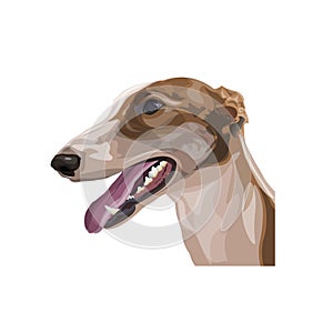 Portrait of sighthound dog