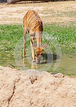 .The portrait of Sika Deer drinking