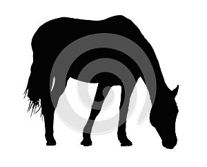 Portrait Silhouette of Large Horse Grazing