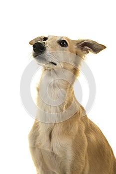 Portrait of a silken windsprite dog looking up on a white background