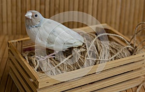 Portrait of a silver Gouldian Finch on a small crate. On bamboo background.