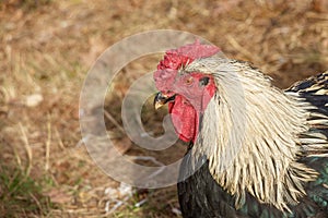Portrait of silver laced Polish cook - breed of crested chicken