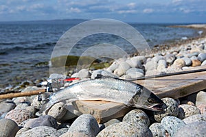 Portrait of silver sea trout fishing trophy