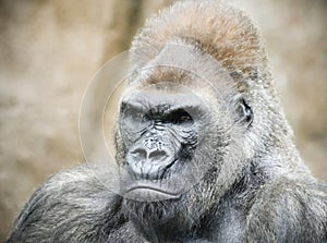 A Portrait of a Silverback Gorilla