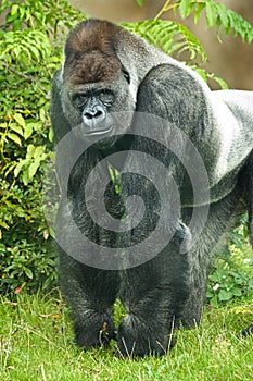 Portrait of silverback gorilla