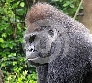 Portrait of a silverback gorilla.