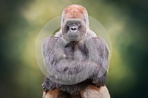 Portrait of a Silverback Gorilla crossing hands. African wild animal