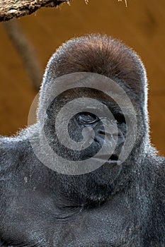 Portrait of a silverback gorilla in a natural habitat in the Cabarceno nature park, Spain