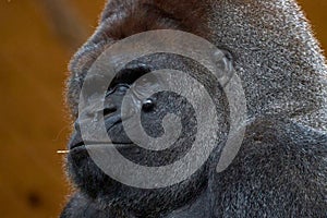 Portrait of a silverback gorilla in a natural habitat in the Cabarceno nature park, Spain