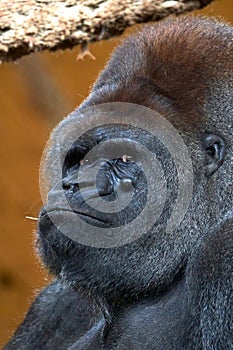 Portrait of a silverback gorilla in a natural habitat in the Cabarceno nature park, Spain