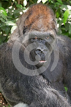 Portrait of a Silverback Gorilla