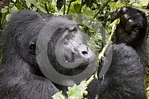 Portrait of silverback mountain gorilla, Bwindi Impenetrable For photo