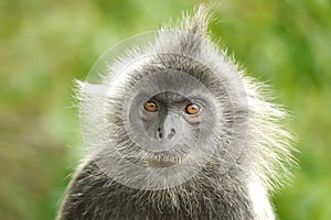 Portrait of a Silvered Leaf Monkey