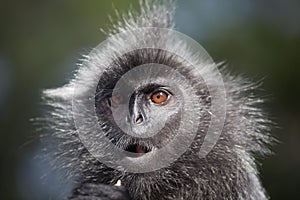Portrait Silvered leaf monkey Trachypithecus cristatus or Silvery lutung silver leaf monkey. Silvery langur Malaysia