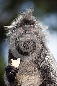 Portrait Silvered leaf monkey Trachypithecus cristatus or Silvery lutung silver leaf monkey. Silvery langur Malaysia