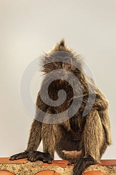 Portrait Silvered leaf monkey Trachypithecus cristatus or Silvery lutung silver leaf monkey.