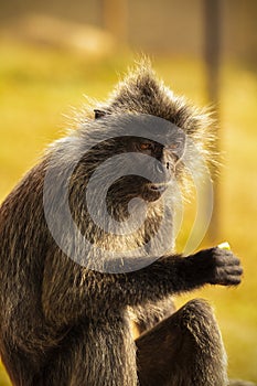 Portrait Silvered leaf monkey Trachypithecus cristatus or Silvery lutung silver leaf monkey.