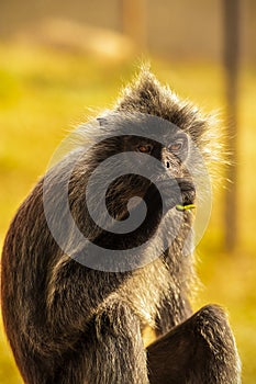 Portrait Silvered leaf monkey Trachypithecus cristatus or Silvery lutung silver leaf monkey.